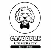 CAVOODLEUNIVERSITY