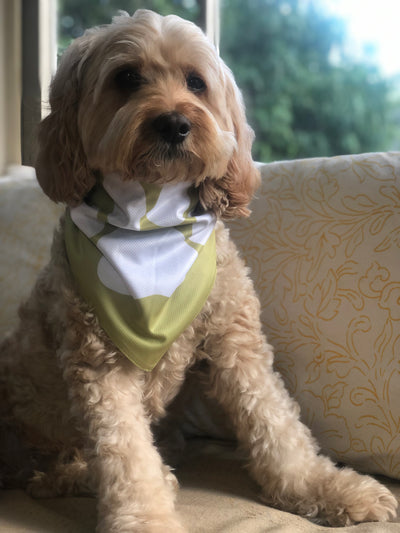 Cavoodle Bandana Reversible Tie On