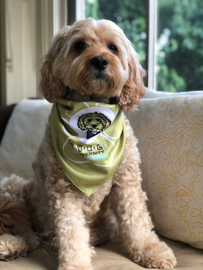 Cavoodle Bandana Reversible Tie On