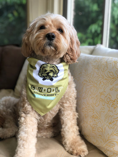 Cavoodle Bandana Reversible Tie On