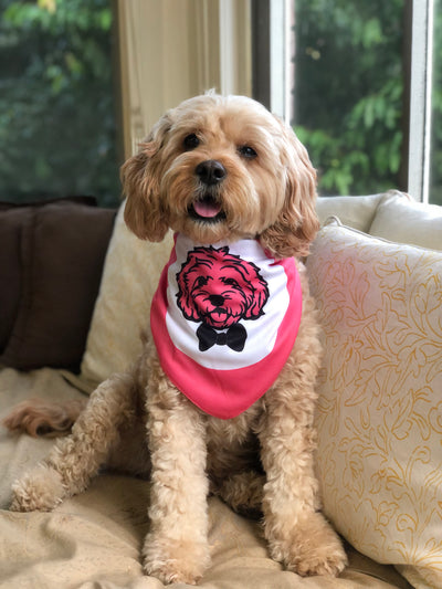 Cavoodle Bandana Reversible Tie On